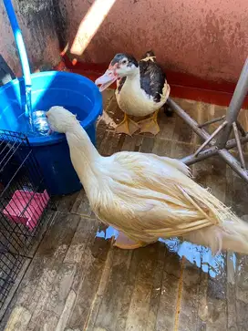 Jual Bebek / Entog / entok