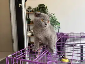 Kucing Scottish Fold x BSH Kitten