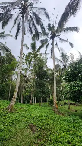 Dijual tanah los sungai view sawah di desa manikyang selemadeg tabanan
