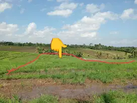 Dijual tanah sawah full view di selemadeg barat Tabanan bali