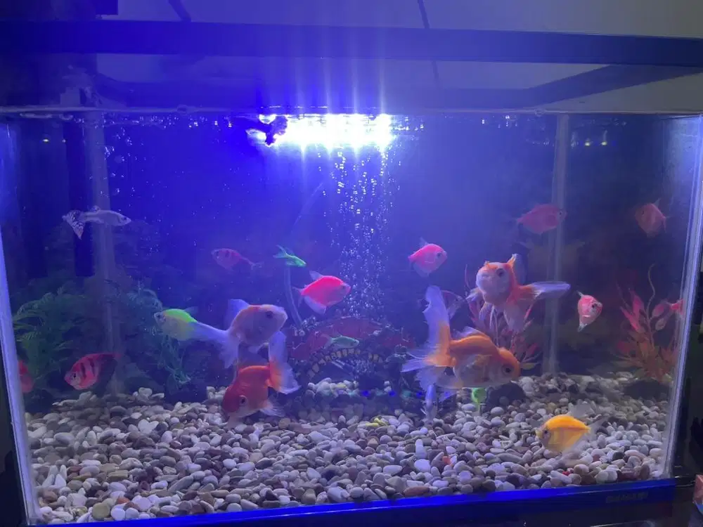 AQUARIUM BAHARI
