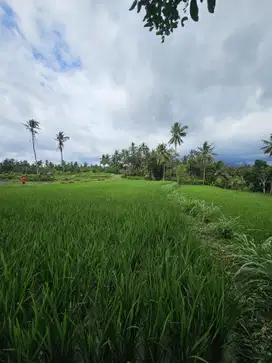 Tanah datar dekat dengan penlok bandara bali utara