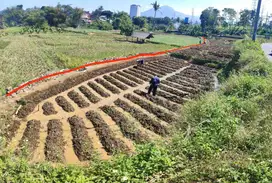 TURUN HARGA ! DIJUAL TANAH SAWAH PRODUKTIF – JATINANGOR