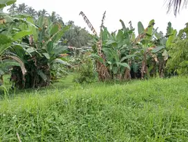 Dijual tanah kebun los sungai view sawah di selemadeg Tabanan bali