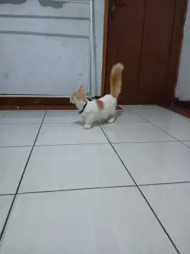 Munchkin jantan/kaki cebol