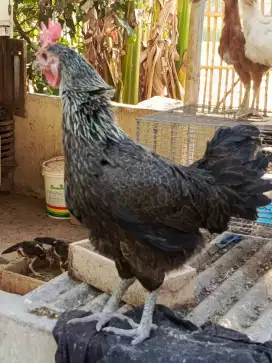 Di jual ayam pelung. Bawa anak 4