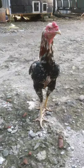 Jual ayam  jago bangkok brumbun