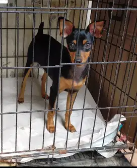 Jual Mini Pinscher Pincher Betina