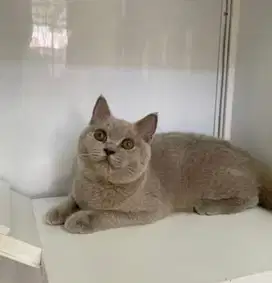 Kucing british bsh british short hair