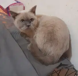 Scottish straight bluepoint betina proven parents bsh blue x sf blue