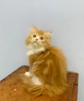 Lepas adopsi kucing Calico Oren putih