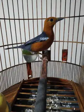 Jual burung Anis merah gacorr telerr