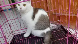Bsh pure bigcolour golden betina 6bulan