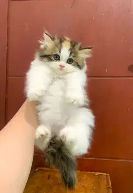 Lepas adopsi kucing Calico Oren putih