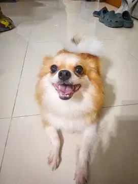 Dijual anjing Pomeraian mix Chihuahua Long Hair - Betina