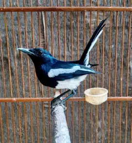 Kacer dada putih