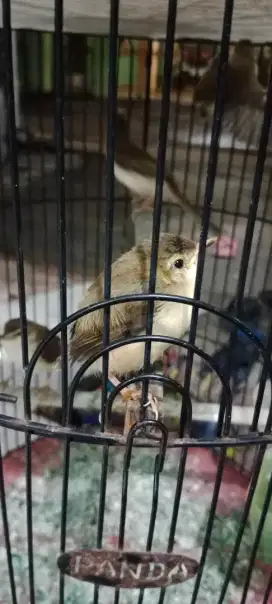 Burung prenjak klik anakan
