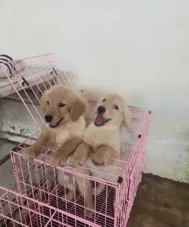 Ready Puppy Golden