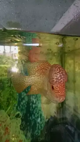 Louhan golden base