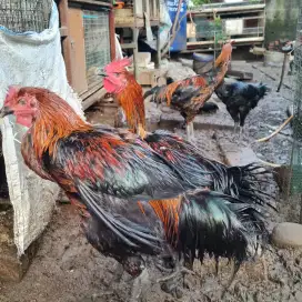 Ayam pelung remaja