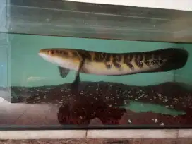Ikan Cana ys bunga+ aquarium
