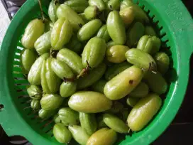 Buah belimbing wuluh