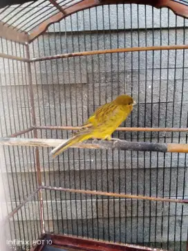 Burung kenari f1