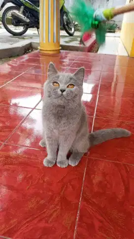 Kitten bsh jantan usia 4bulan