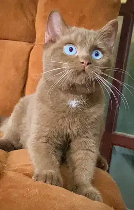 british short hair