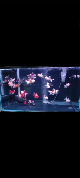 Ikan koki 3color dan panda