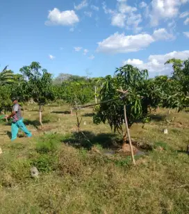 Dijual Lahan Kebun Mangga 103 HA – Akses Mobil, Situbondo
