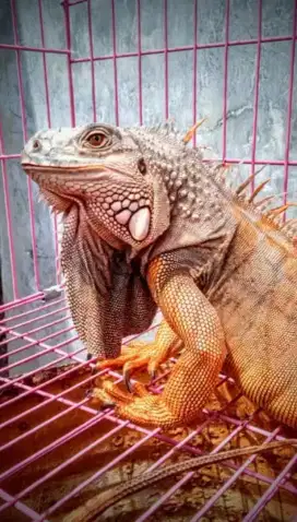 Iguana super red
