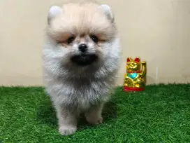 Mini Pom (Pomeranian)