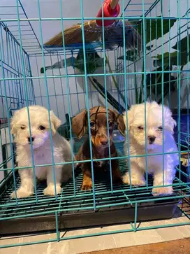 anjing maltese pupy jefra kennel petshop