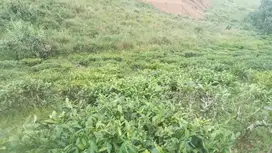 Tanah Kebun Teh 5790 m, Di jual Murah, Bojong, Purwakarta