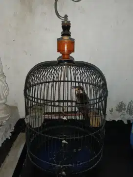 jalak suren paud 4 bulan