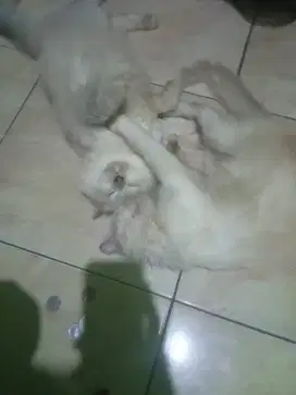 Kucing persia himlaya & flat