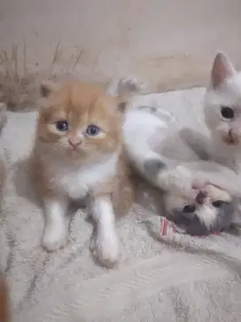 Jual anak kucing kitten medium persia umur 1 bln stengah mata biru