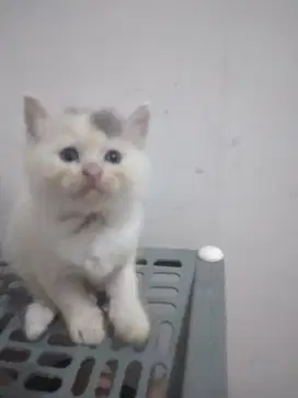 Adopsi ankk kucing umur 1 bln stengah