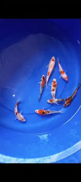 Dijual paket ikan Koi 7 ekor size-+12cm