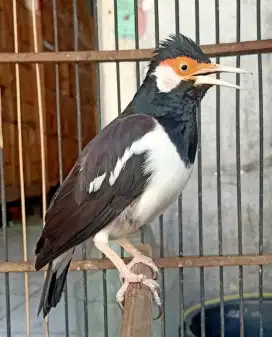 Jalak suren jawa gacor ngeroll materi enak