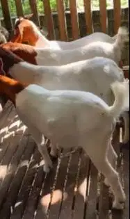 paketan 4 ekor bakalan kambing boer 6 bulanan 1 jantan 3 betina F4seri