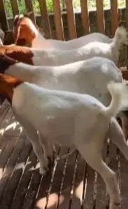 4 ekor bakalan kambing boer F4 6 bulanan 1 jantan 3 betina siap ternak