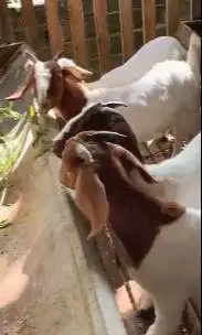 4 ekor bakalan kambing boer F4 6 bulanan 1 jantan 3 betina siap ternak