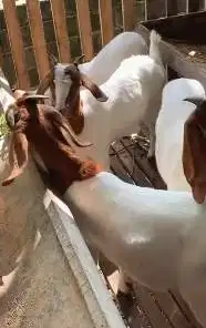 4 ekor bakalan kambing boer 6 bulanan 1 jantan 3 betina F4 siap ternak