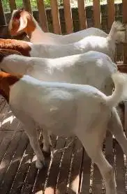 4 ekor bakalan kambing boer 6 bulanan 1 jantan 3 betina F4 siap ternak