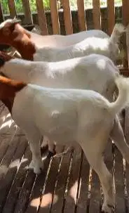 4 ekor bakalan kambing boer 6 bulanan 1 jantan 3 betina F4 series puas