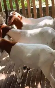 4 ekor bakalan kambing boer 6 bulanan 1 jantan 3 betina F4 siap ternak