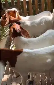 4 ekor bakalan kambing boer 6 bulanan 1 jantan 3 betina F4 siap ternak