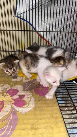 kucing umur 1 bulan kurang